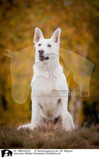 sitzender Weier Schweizer Schferhund / sitting White Swiss Shepherd Dog / MW-04523