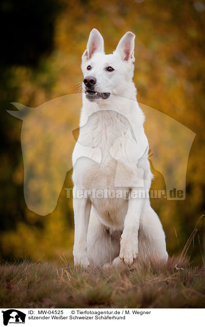 sitzender Weier Schweizer Schferhund / sitting White Swiss Shepherd Dog / MW-04525