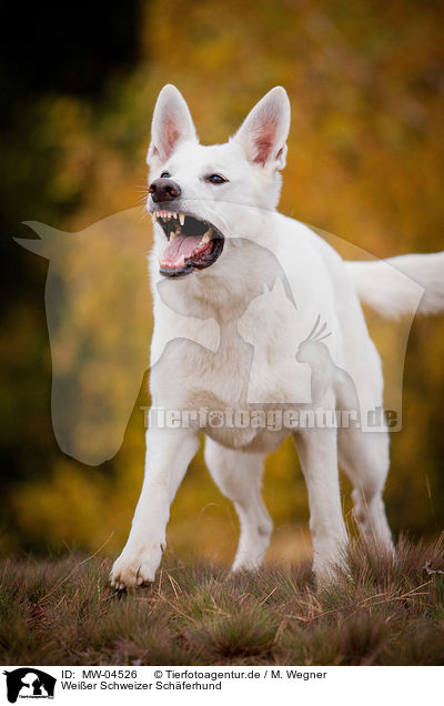 Weier Schweizer Schferhund / White Swiss Shepherd Dog / MW-04526