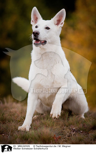 Weier Schweizer Schferhund / White Swiss Shepherd Dog / MW-04529