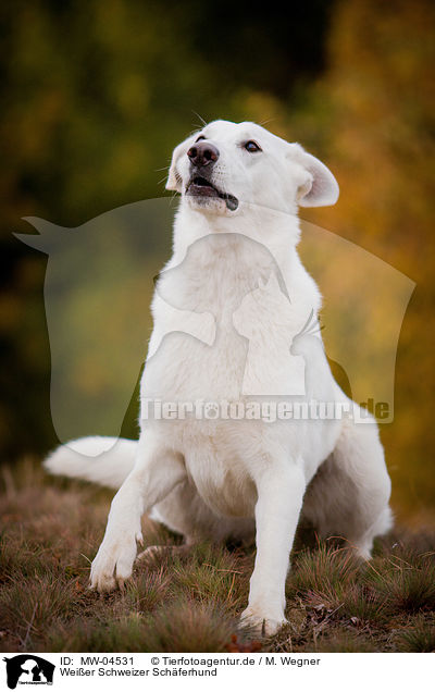 Weier Schweizer Schferhund / White Swiss Shepherd Dog / MW-04531