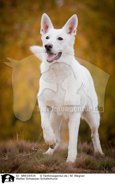 Weier Schweizer Schferhund / White Swiss Shepherd Dog / MW-04534