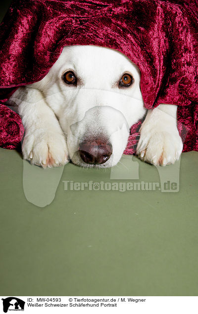 Weier Schweizer Schferhund Portrait / Berger Blanc Suisse Portrait / MW-04593