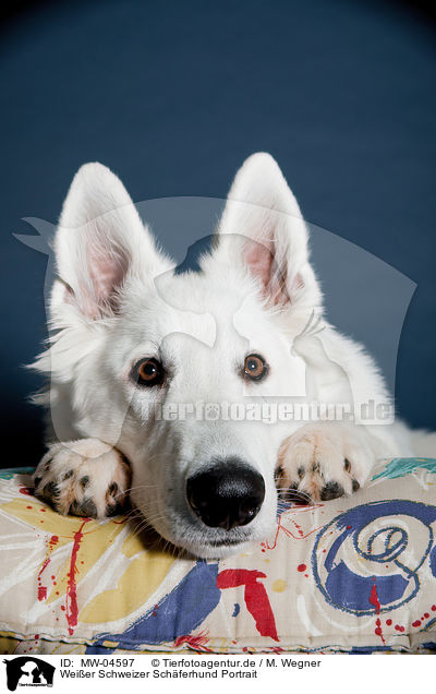Weier Schweizer Schferhund Portrait / Berger Blanc Suisse Portrait / MW-04597