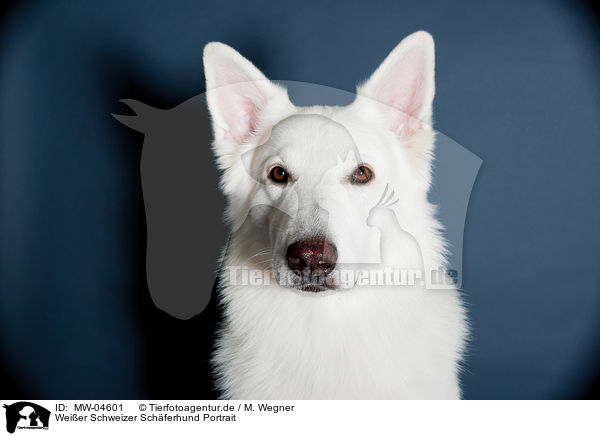 Weier Schweizer Schferhund Portrait / Berger Blanc Suisse Portrait / MW-04601
