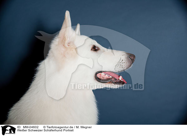 Weier Schweizer Schferhund Portrait / Berger Blanc Suisse Portrait / MW-04602