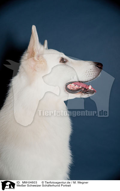 Weier Schweizer Schferhund Portrait / Berger Blanc Suisse Portrait / MW-04603