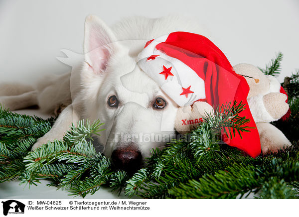 Weier Schweizer Schferhund mit Weihnachtsmtze / Berger Blanc Suisse with santa hat / MW-04625