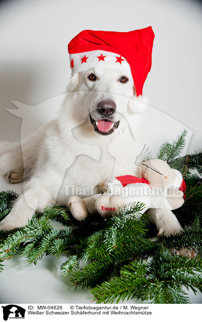 Weier Schweizer Schferhund mit Weihnachtsmtze / Berger Blanc Suisse with santa hat / MW-04626