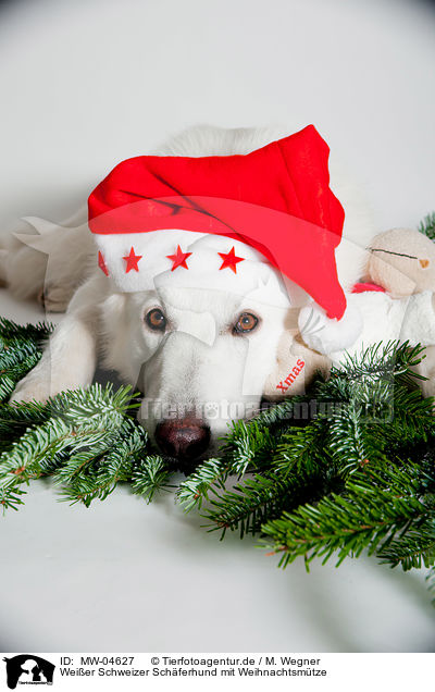 Weier Schweizer Schferhund mit Weihnachtsmtze / Berger Blanc Suisse with santa hat / MW-04627