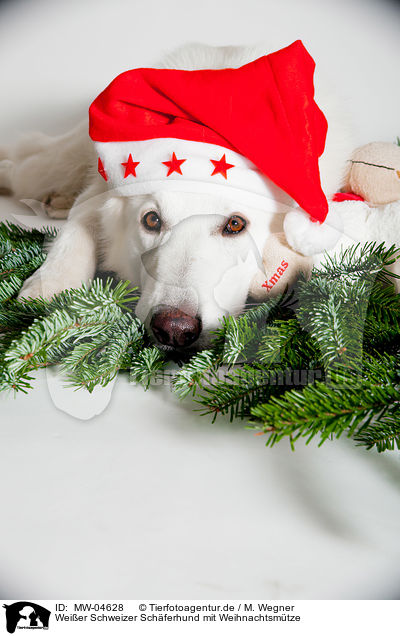 Weier Schweizer Schferhund mit Weihnachtsmtze / Berger Blanc Suisse with santa hat / MW-04628