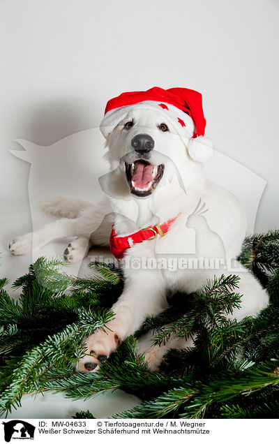 Weier Schweizer Schferhund mit Weihnachtsmtze / Berger Blanc Suisse with santa hat / MW-04633