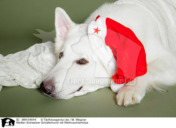 Weier Schweizer Schferhund mit Weihnachtsmtze / Berger Blanc Suisse with santa hat / MW-04644