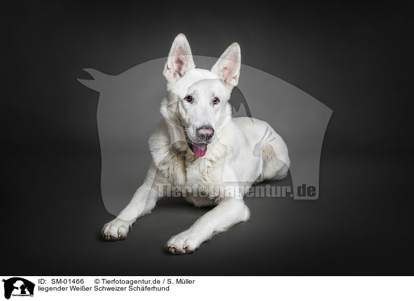 liegender Weier Schweizer Schferhund / lying White Shepherd / SM-01466