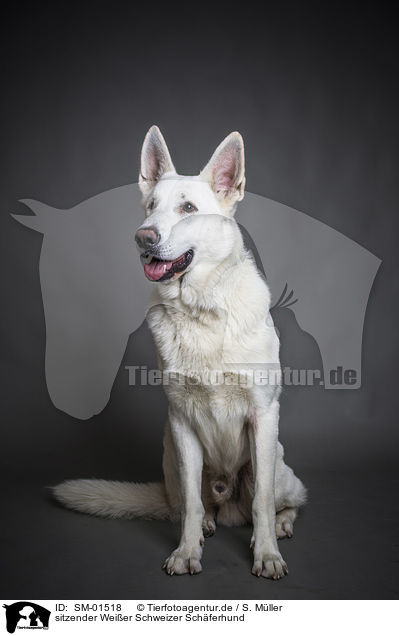 sitzender Weier Schweizer Schferhund / sitting White Shepherd / SM-01518