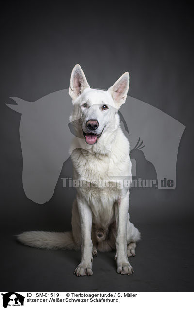 sitzender Weier Schweizer Schferhund / sitting White Shepherd / SM-01519