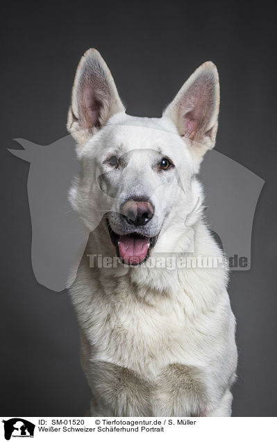 Weier Schweizer Schferhund Portrait / White Shepherd Portrait / SM-01520
