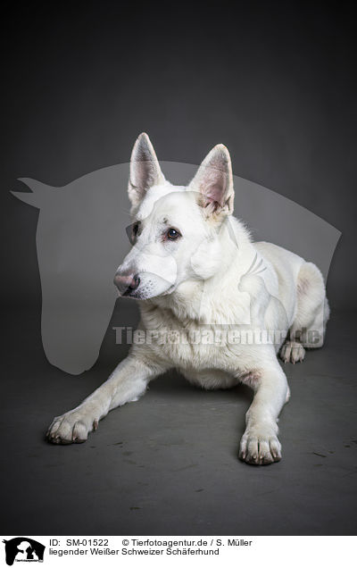 liegender Weier Schweizer Schferhund / lying White Shepherd / SM-01522