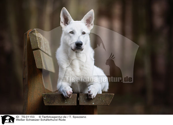 Weier Schweizer Schferhund Rde / male White swiss shepherd dog / TS-01153