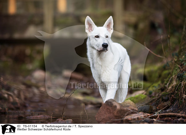 Weier Schweizer Schferhund Rde / male White swiss shepherd dog / TS-01154