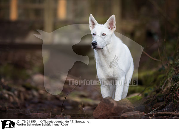 Weier Schweizer Schferhund Rde / male White swiss shepherd dog / TS-01155
