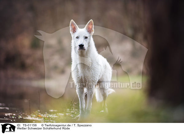 Weier Schweizer Schferhund Rde / male White swiss shepherd dog / TS-01156