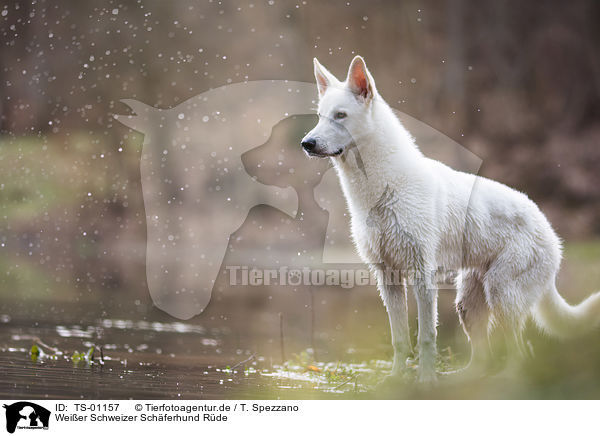 Weier Schweizer Schferhund Rde / male White swiss shepherd dog / TS-01157