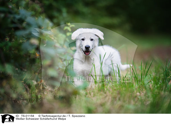 Weier Schweizer Schferhund Welpe / White swiss shepherd dog puppy / TS-01158