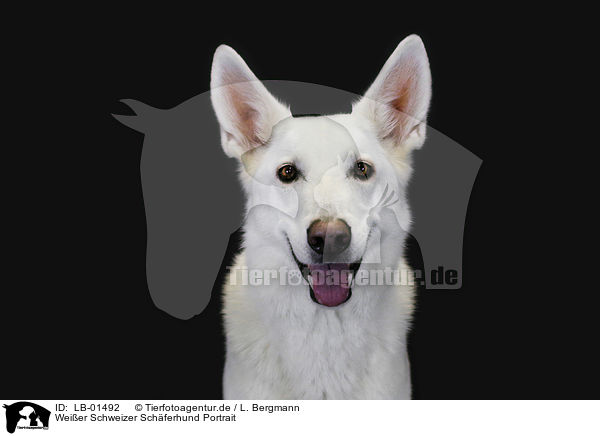 Weier Schweizer Schferhund Portrait / Berger Blanc Suisse Portrait / LB-01492