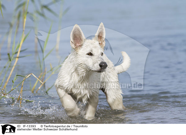 stehender Weier Schweizer Schferhund / standing White Swiss Shepherd / IF-13393