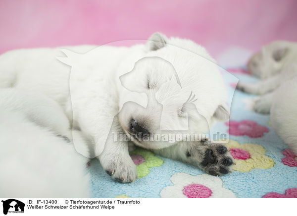Weier Schweizer Schferhund Welpe / White Swiss Shepherd puppy / IF-13400