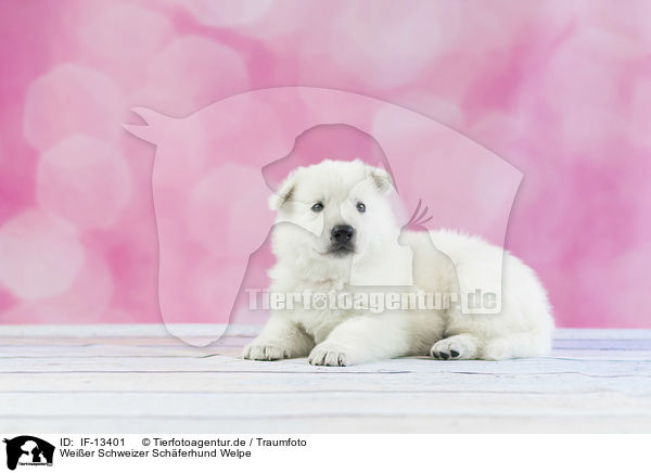 Weier Schweizer Schferhund Welpe / White Swiss Shepherd puppy / IF-13401