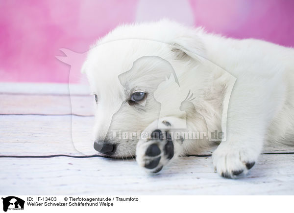 Weier Schweizer Schferhund Welpe / White Swiss Shepherd puppy / IF-13403
