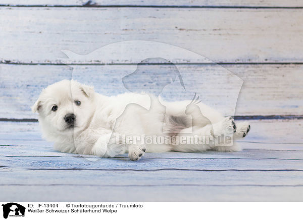 Weier Schweizer Schferhund Welpe / White Swiss Shepherd puppy / IF-13404