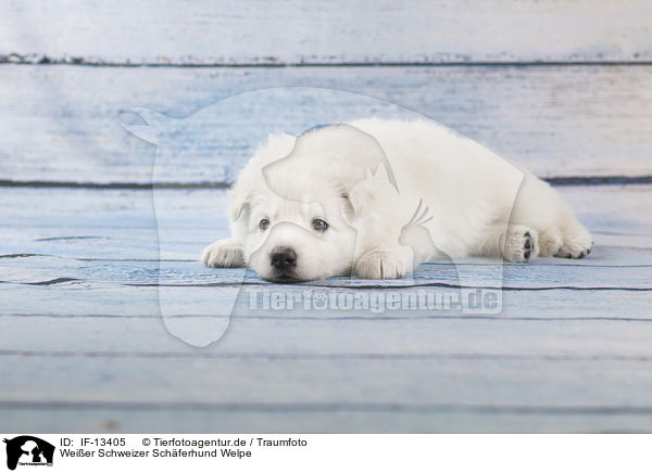 Weier Schweizer Schferhund Welpe / White Swiss Shepherd puppy / IF-13405