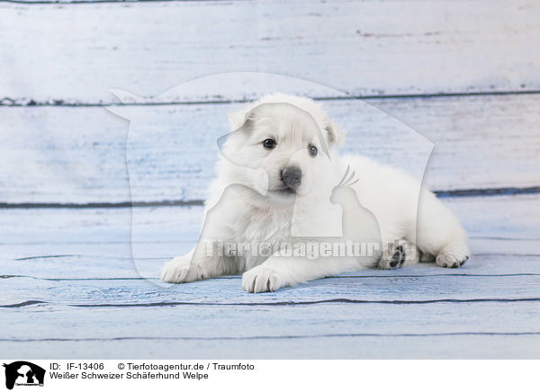 Weier Schweizer Schferhund Welpe / White Swiss Shepherd puppy / IF-13406