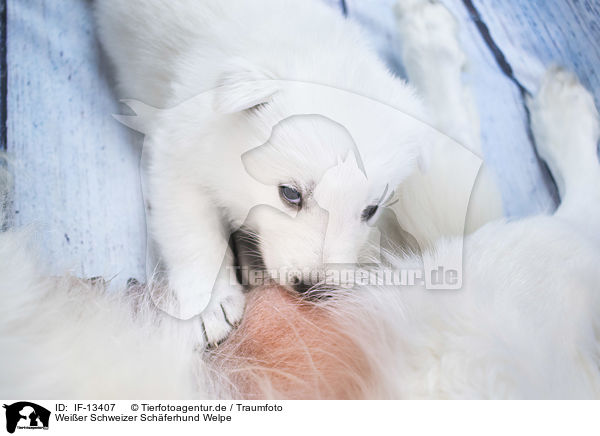 Weier Schweizer Schferhund Welpe / White Swiss Shepherd puppy / IF-13407