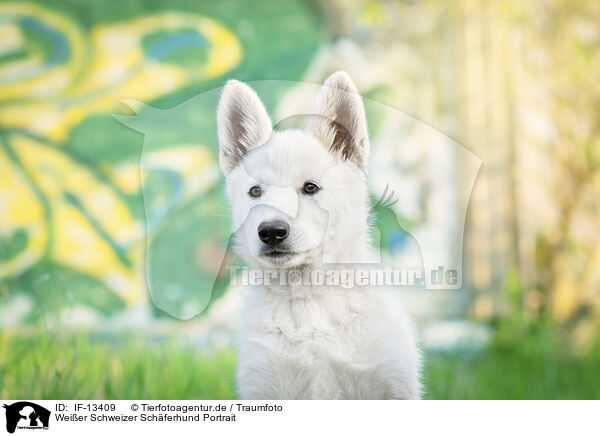 Weier Schweizer Schferhund Portrait / White Swiss Shepherd Portrait / IF-13409