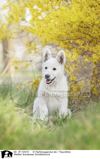 Weier Schweizer Schferhund / White Swiss Shepherd / IF-13410