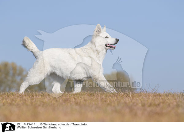 Weier Schweizer Schferhund / White Swiss Shepherd / IF-13411