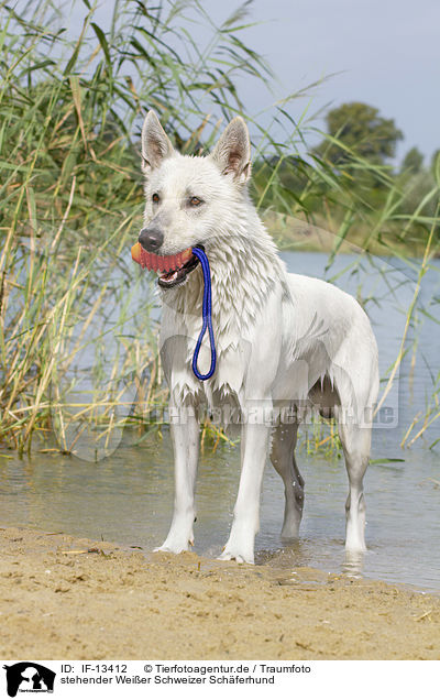 stehender Weier Schweizer Schferhund / standing White Swiss Shepherd / IF-13412