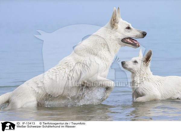 Weier Schweizer Schferhund im Wasser / White Swiss Shepherd in the Water / IF-13413