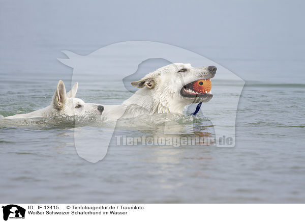 Weier Schweizer Schferhund im Wasser / White Swiss Shepherd in the Water / IF-13415