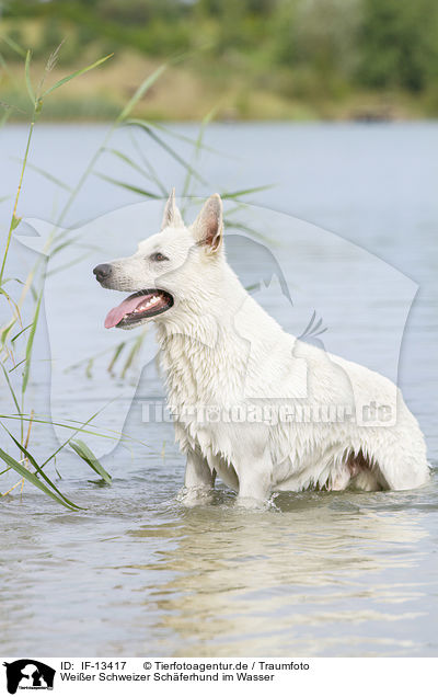 Weier Schweizer Schferhund im Wasser / White Swiss Shepherd in the Water / IF-13417