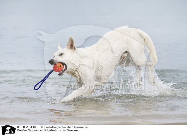 Weier Schweizer Schferhund im Wasser / White Swiss Shepherd in the Water / IF-13418