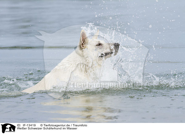 Weier Schweizer Schferhund im Wasser / White Swiss Shepherd in the Water / IF-13419