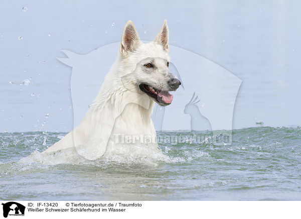 Weier Schweizer Schferhund im Wasser / White Swiss Shepherd in the Water / IF-13420