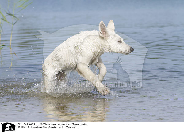 Weier Schweizer Schferhund im Wasser / White Swiss Shepherd in the Water / IF-13422