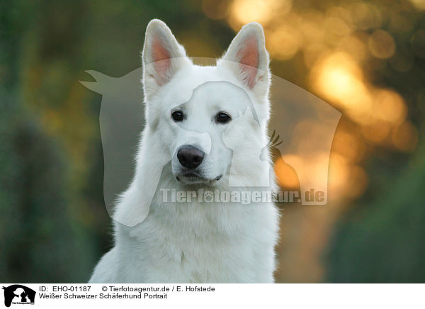 Weier Schweizer Schferhund Portrait / Berger Blanc Suisse Portait / EHO-01187