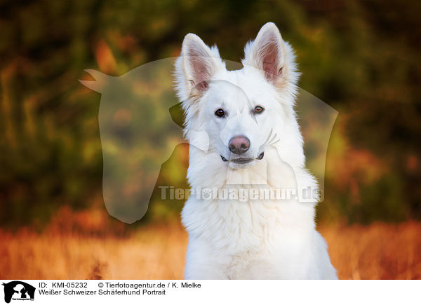 Weier Schweizer Schferhund Portrait / Berger Blanc Suisse Portrait / KMI-05232